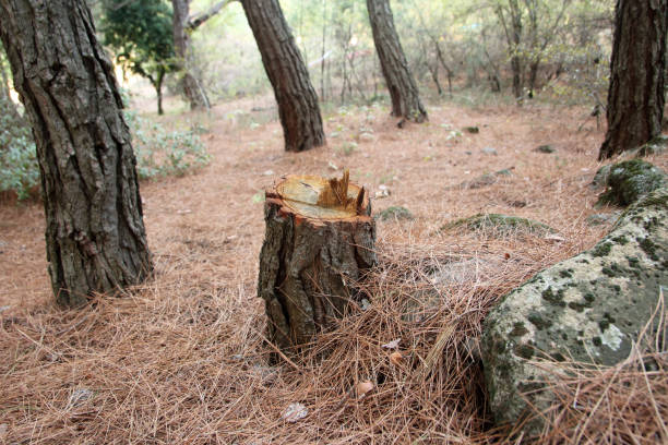 How Our Tree Care Process Works  in  Dunkirk, IN